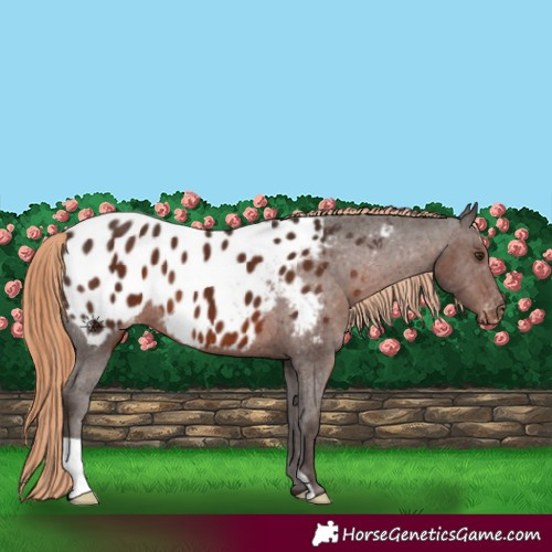 Horse Color:Liver Chestnut Appaloosa 
