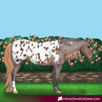 Horse Color:Liver Chestnut Appaloosa 
