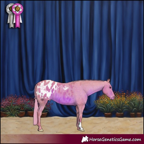 Horse Color:Watercolor Chestnut Appaloosa 