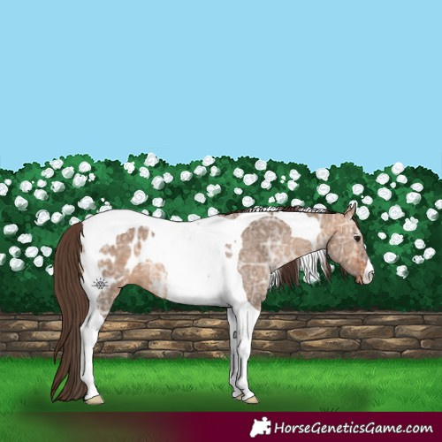 Horse Color:Bay Ice Dun Tobiano Appaloosa 