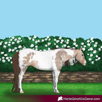 Horse Color:Bay Ice Dun Tobiano Blanket 