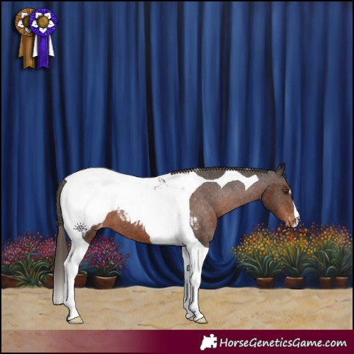 Horse Color:Liver Chestnut Tobiano Appaloosa 