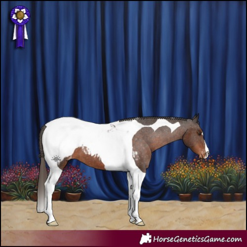 Horse Color:Liver Chestnut Tobiano Appaloosa 