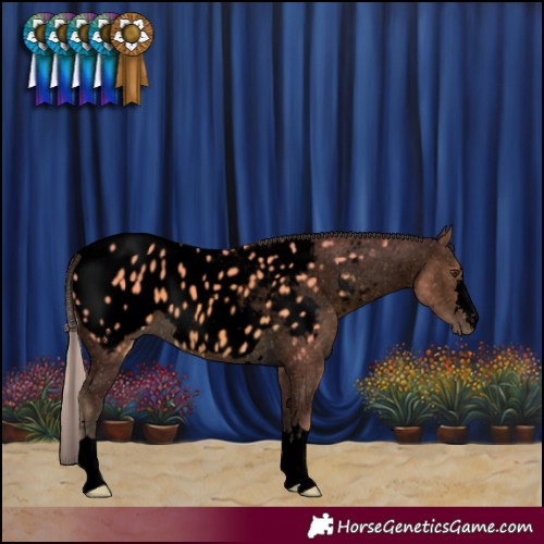 Horse Color:Void Watercolor Palomino Appaloosa 