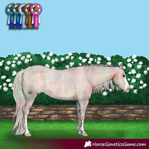 Horse Color:Nacre Chocolate Palomino Appaloosa Rabicano 