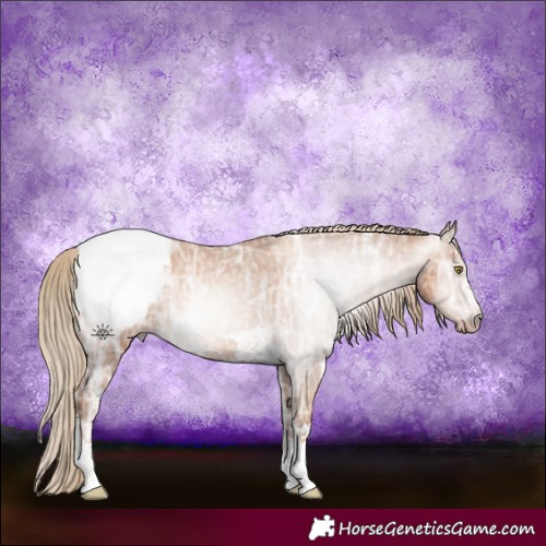 Horse Color:Gray Gold Champagne Ice Appaloosa 