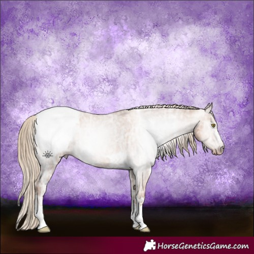 Horse Color:Gray Gold Champagne Ice Appaloosa 