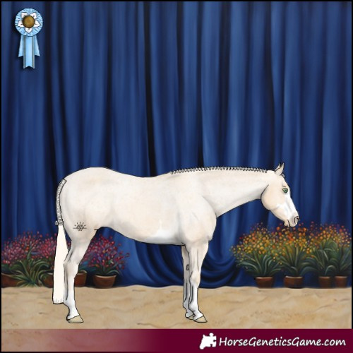 Horse Color:Gold Cream Champagne Appaloosa 