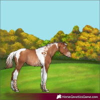 Horse Color:Gray Gold Champagne Tobiano Rabicano
