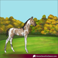 Horse Color:Gray White Spotted Liver Red Dun Tobiano Rabicano