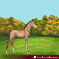 Horse Color:Gray Gold Champagne Dun Sabino Rabicano