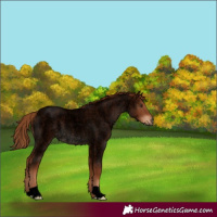 Horse Color:Void Red Roan 