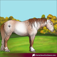 Horse Color:Gray Gold Champagne Rabicano