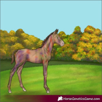 Horse Color:Gray Nacre Gold Champagne