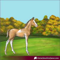Horse Color:Gray Gold Cream Champagne Dun Splash Tobiano Rabicano