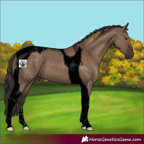 Horse Color:Void Liver Red Dun Tobiano