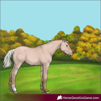 Horse Color:Gray Watercolor Silver Classic Champagne Dun