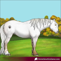 Horse Color:Gray Watercolor Silver Classic Champagne Dun 