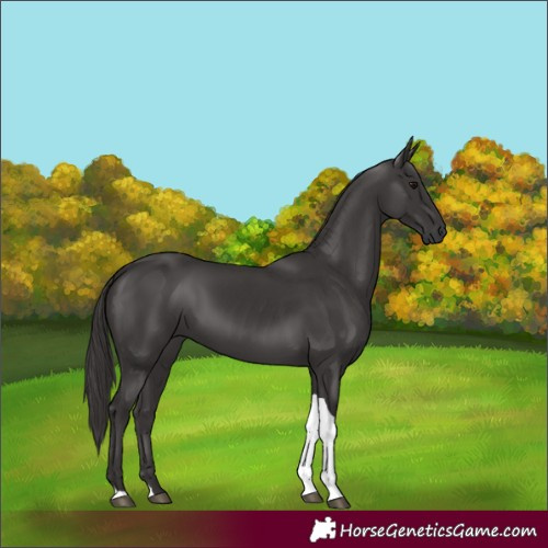 Horse Color:Smoky Black Tobiano 