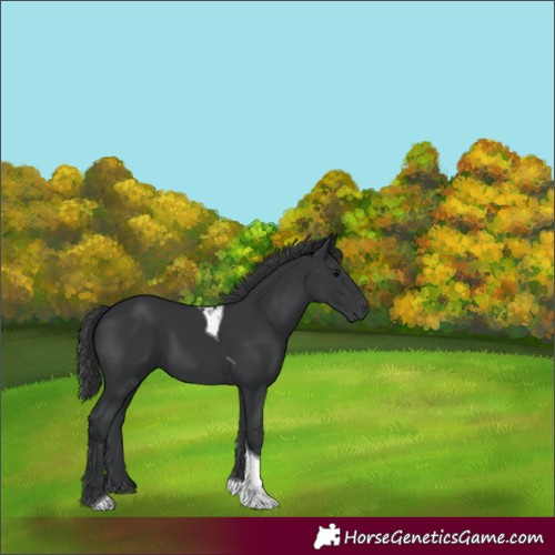 Horse Color:Black Tobiano 