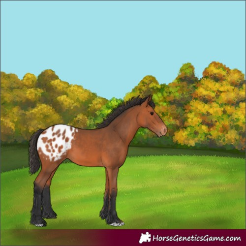 Horse Color:Bay Appaloosa