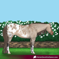 Horse Color:Brown Dun Appaloosa 
