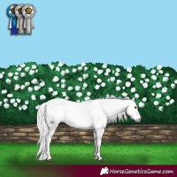 Horse Color:Gray White Spotted Buckskin Tobiano 