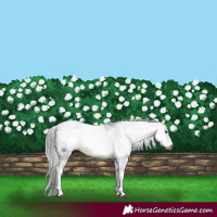 Horse Color:Gray White Spotted Buckskin Tobiano 