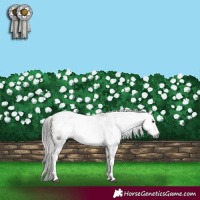 Horse Color:Gray White Spotted Buckskin Tobiano 