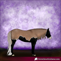 Horse Color:Liver Red Dun Splash