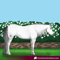 Horse Color:Gray White Spotted Smoky Black Tobiano 
