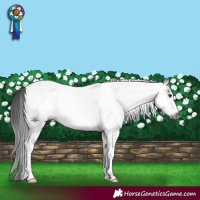 Horse Color:Gray White Spotted Smoky Black Tobiano