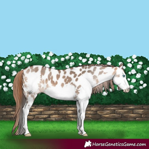 Horse Color:Bay Dun Splash Appaloosa 