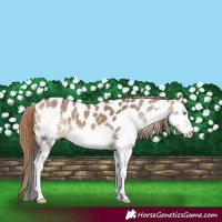Horse Color:Bay Dun Splash Near Leopard 