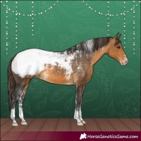 Horse Color:Powder White Buckskin Appaloosa 