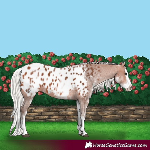Horse Color:White Spotted Silver Bay Splash Appaloosa 