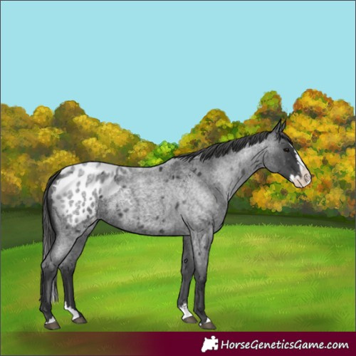 Horse Color:Blue Roan Splash Blanket 