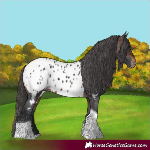 Horse Color:Brown Tobiano Appaloosa 