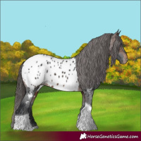 Horse Color:Brown Tobiano Appaloosa 