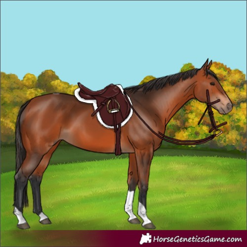 Horse Color:Bay Tobiano Rabicano 