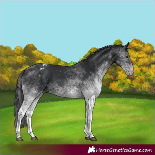 Horse Color:White Spotted Black Appaloosa