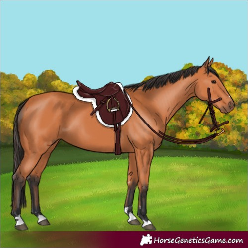 Horse Color:Bay 