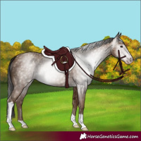 Horse Color:Gray Classic Champagne Tobiano 