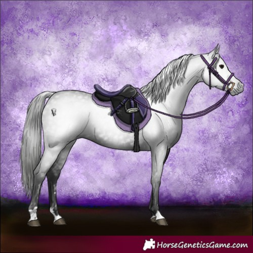 Horse Color:Gray Black 
