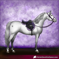 Horse Color:Gray Black