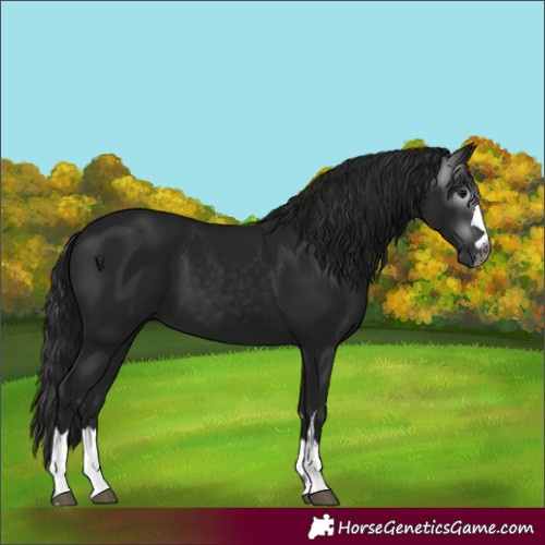 Horse Color:Gray Black 