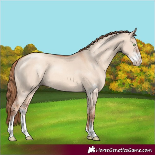 Horse Color:Gold Champagne Dun Sabino 