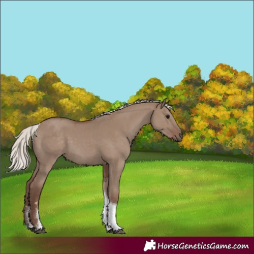 Horse Color:Silver Grullo Sabino Tobiano Rabicano 