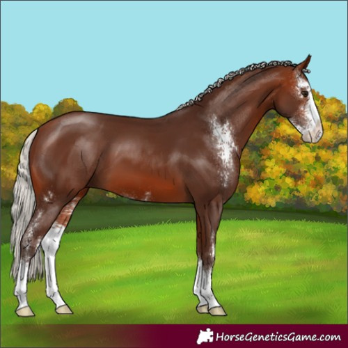 Horse Color:Silver Brown Sabino 