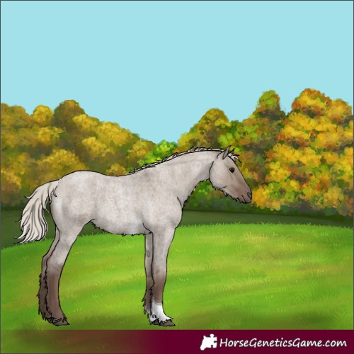 Horse Color:Silver Grullo Roan Tobiano Rabicano 